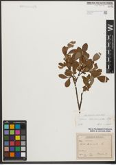 Foto von Salix waldsteiniana Willd.